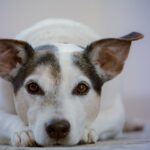 Wie Sie IBD bei Ihrem Hund mit einem Futterwechsel lindern können