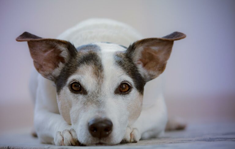 IBD bei hunden