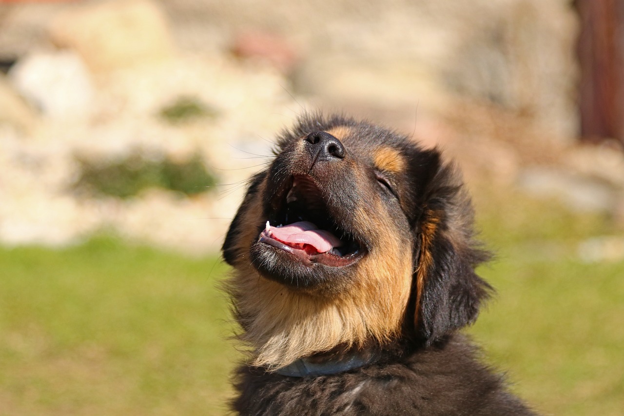 animal, puppy, dog