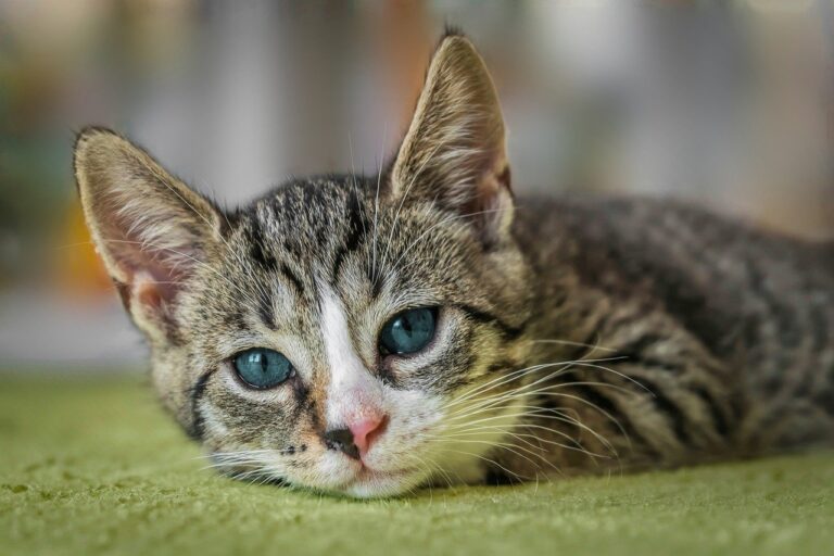 european shorthair, nature, cat